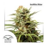 Auto White Widow Autoflower By Dutch Passion