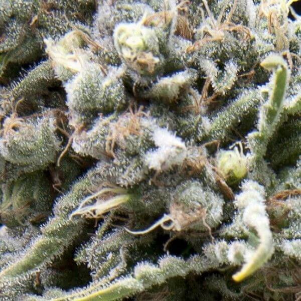 auto-white-widow-cbd-5-seeds.jpg Auto White Widow Cbd Autoflower By Pyramid Seeds - Image 1