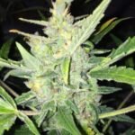 Auto White Widow X Big Bud Autoflower By Female Seeds