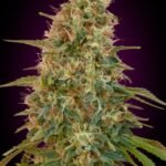 Auto Zkittlez Autoflower By Advanced Seeds