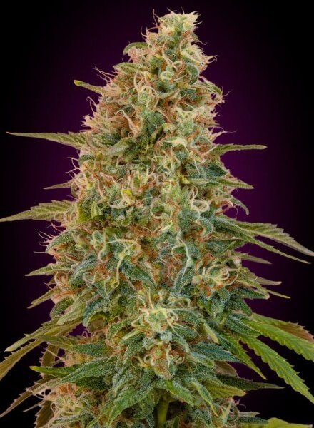 auto-zkittlez-1-seed.jpg Auto Zkittlez Autoflower By Advanced Seeds - Image 1