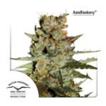 Autoblueberry Autoflower By Dutch Passion