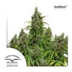 Automazar Autoflower By Dutch Passion