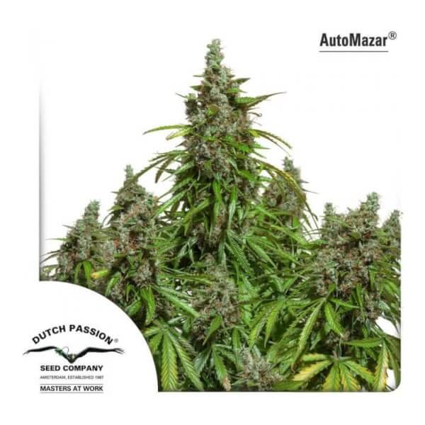 automazar-3-seeds.jpg Automazar Autoflower By Dutch Passion - Image 1