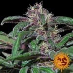 Ayahuasca Purple Feminized By Barneys Farm