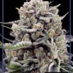 B-45 By Booba Feminized By Silent Seeds