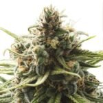 B-52 Feminized By Nirvana