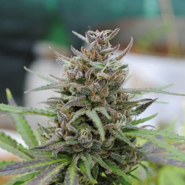 baby-boom-auto-1-seed.jpg Baby Boom Auto Autoflower By Kannabia - Image 1