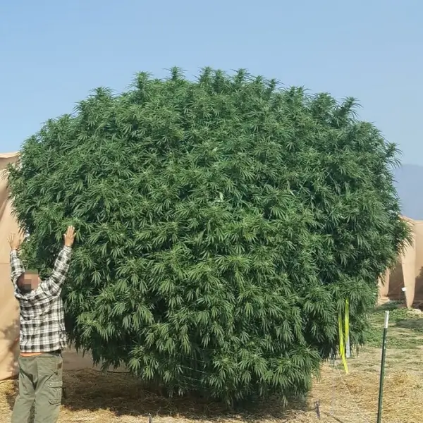 baja-blast-s1-6-seeds Baja Blast S1 Feminized By Mosca Seeds - Image 1