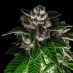 Bakers Delight Feminized By Dna Genetics