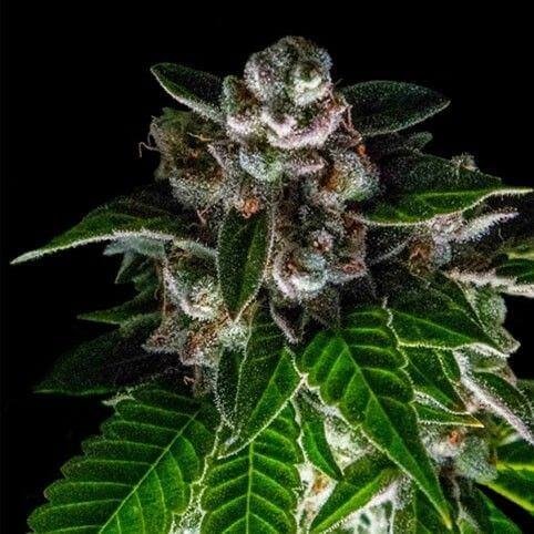 bakers-delight-5-seeds.jpg Bakers Delight Feminized By Dna Genetics - Image 1