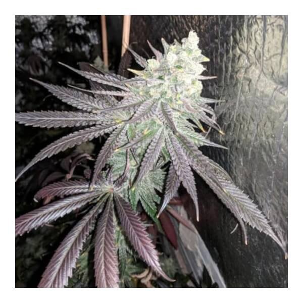 baklava-6-seeds.jpg Baklava Feminized By The Plug Seedbank - Image 1