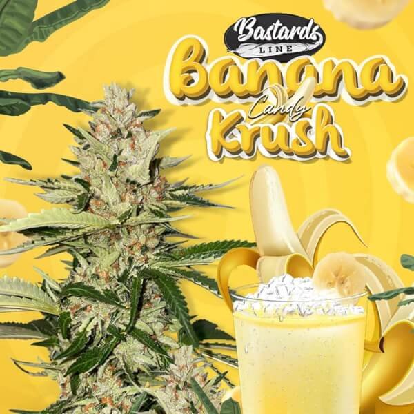 banana-candy-krush-6-seeds-1-french-macaron.jpg Banana Candy Krush Feminized By T.H. Seeds - Image 1