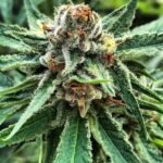 Banana & Cheese Regular By Old School Genetics