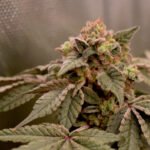 Banana Cheesecake Feminized By Old School Genetics