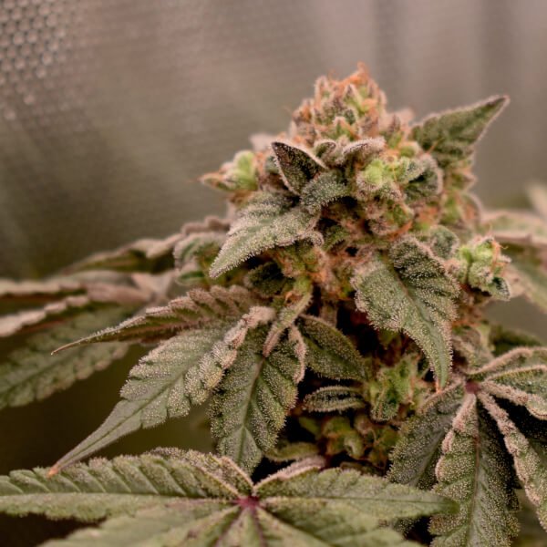 banana-cheesecake-3-seeds-1-bananapple.jpg Banana Cheesecake Feminized By Old School Genetics - Image 1