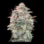 Banana Cookies Feminized By Advanced Seeds