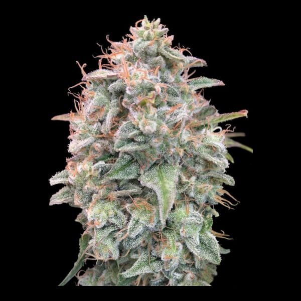 banana-cookies-1-seed.jpg Banana Cookies Feminized By Advanced Seeds - Image 1
