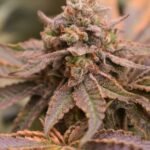 Banana Cream Pie Feminized By Old School Genetics