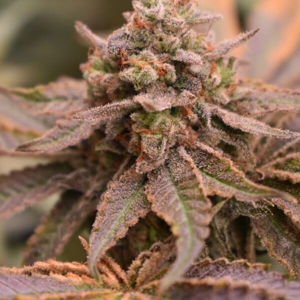 banana-cream-pie-3-seeds-1-bananapple.jpg Banana Cream Pie Feminized By Old School Genetics - Image 1