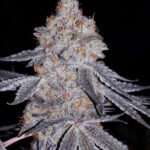 Banana Daddy R1 Feminized By Ethos Genetics