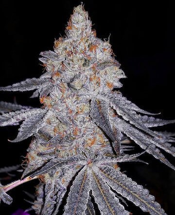 banana-daddy-r1-5-seeds.jpg Banana Daddy R1 Feminized By Ethos Genetics - Image 1