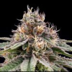 Banana Dessert Regular By R-Kiem Seeds