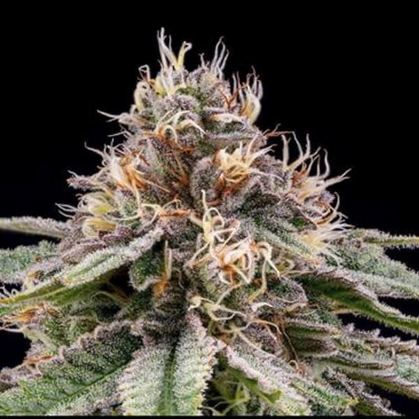 banana-dessert-5-seeds.jpg Banana Dessert Regular By R-Kiem Seeds - Image 1