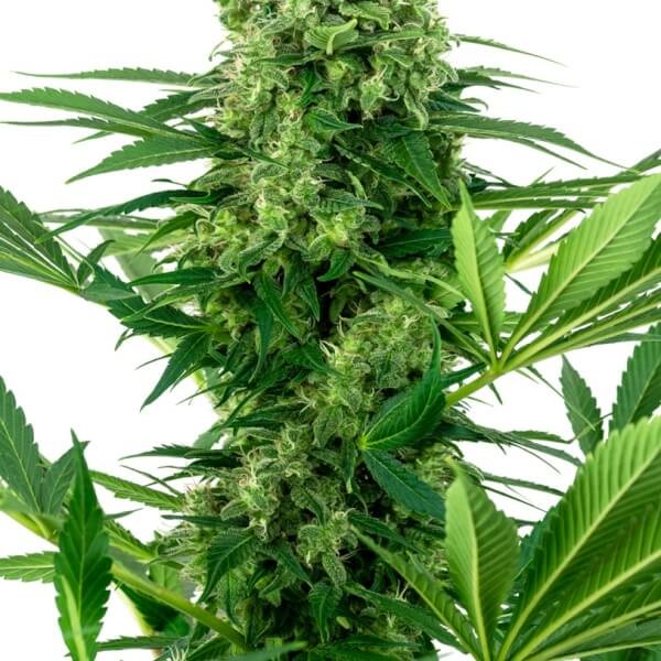 banana-frosting-31-seeds.jpg Banana Frosting Feminized By Sensi Seeds - Image 1