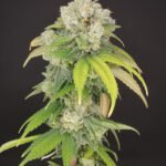 Banana Gushers Feminized By Old School Genetics