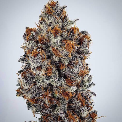 banana-hammock-rbx-10-seeds.jpg Banana Hammock Rbx Feminized By Ethos Genetics - Image 1