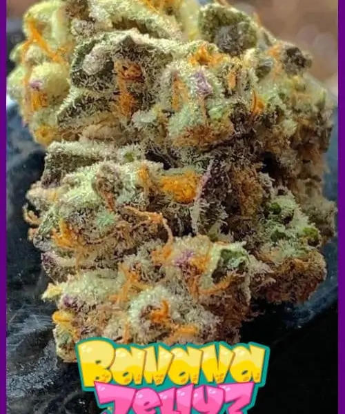 banana-jellyz-4-seeds Banana Jelly'Z Feminized By Zmoothiez - Image 1