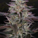Banana Krumble Feminized By Green House Seeds