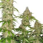 Banana Kush Cake Feminized By Sensi Seeds