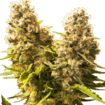 Banana Kush Cake Auto Autoflower By Sensi Seeds