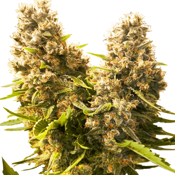 banana-kush-cake-auto-31-seeds.png Banana Kush Cake Auto Autoflower By Sensi Seeds - Image 1