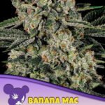 Banana Mac Feminized By Anesia Seeds