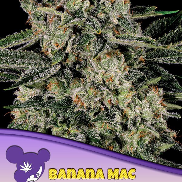 banana-mac-3-seeds.jpg Banana Mac Feminized By Anesia Seeds - Image 1