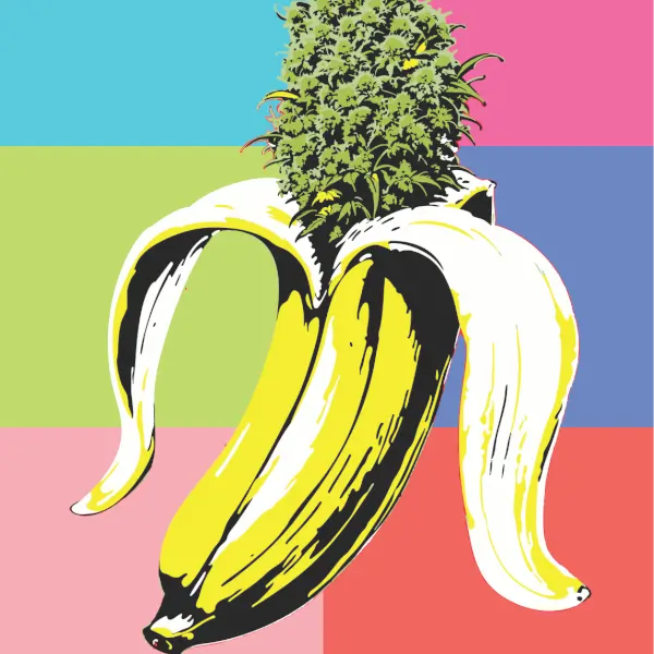 banana-og-auto-3-seeds Banana Og Auto Autoflower By Humboldt Seed Company - Image 1