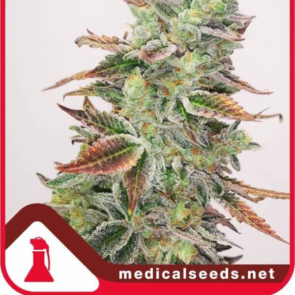 banana-purp-3-seeds.jpg Banana Purp Feminized By Medical Seeds - Image 1