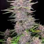 Banana Purple Punch Auto Autoflower By Fast Buds