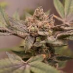 Banana Runtz Feminized By Old School Genetics