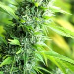 Banana Sapphire Feminized By Humboldt Seed Organization