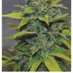 Banana Zkittlez Feminized By Medical Seeds