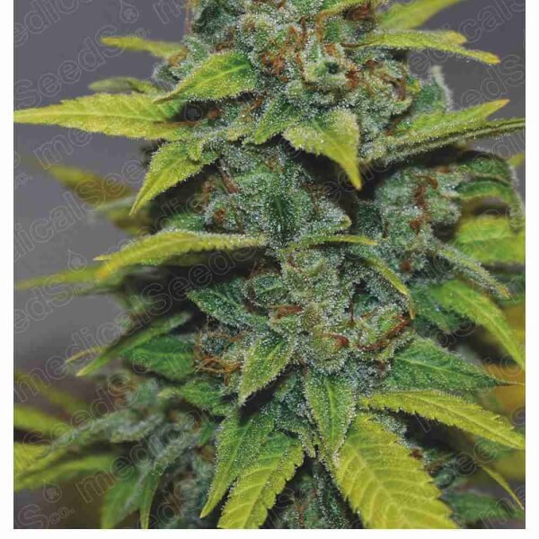 banana-zkittlez-3-seeds.jpg Banana Zkittlez Feminized By Medical Seeds - Image 1