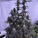 Bananacane Feminized By In House Genetics