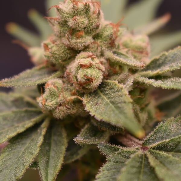 bananaz-3-seeds-1-bananapple.jpg Bananaz Feminized By Old School Genetics - Image 1