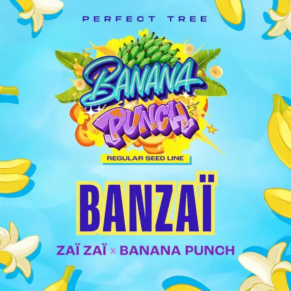 banzai-12-seeds Banzaï Regular By Perfect Tree - Image 1