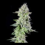 Barbara'S Pie Feminized By The Grateful Seeds