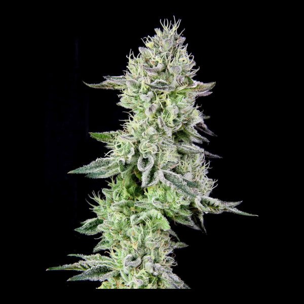 barbaras-pie-5-seeds.jpg Barbara'S Pie Feminized By The Grateful Seeds - Image 1